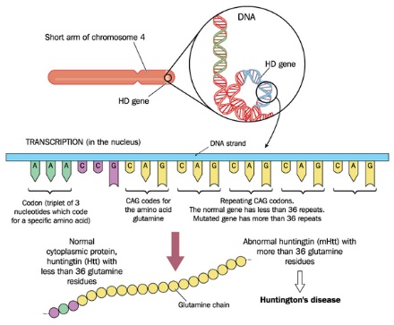 Bệnh Huntington gây ra bởi bất thường khiếm khuyết di truyền đơn gen, do một đột biến gen trội nằm trên nhiễm sắc thể (NST) thường số 4