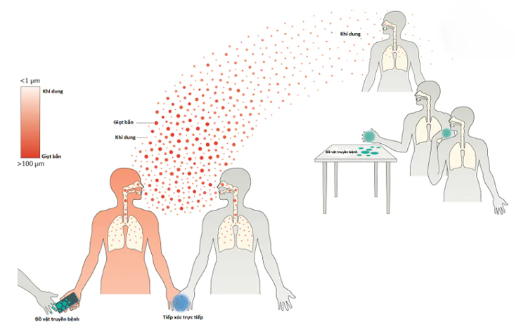 Các đường lây truyền của Adenovirus