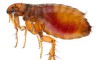 Sẩn ngứa do bọ chét