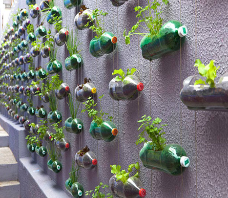 Đây là bức tường được trang trí bằng những cây tiểu cảnh được trồng trong các chai nhựa phát sinh từ rác thải nhựa